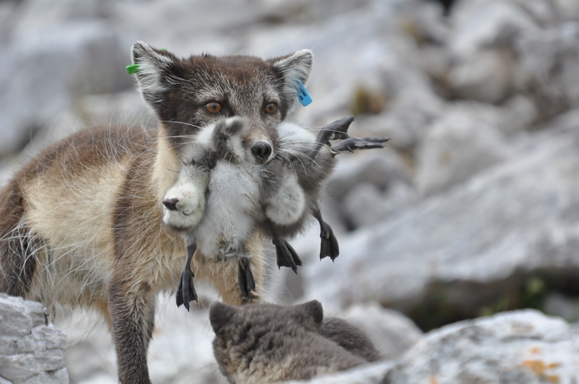 Goose density influences predation on ground-nesting birds in Svalbard